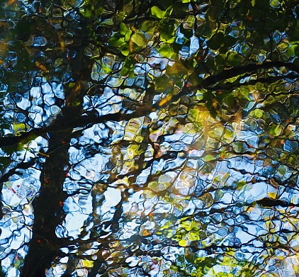 Nature’s stained glass